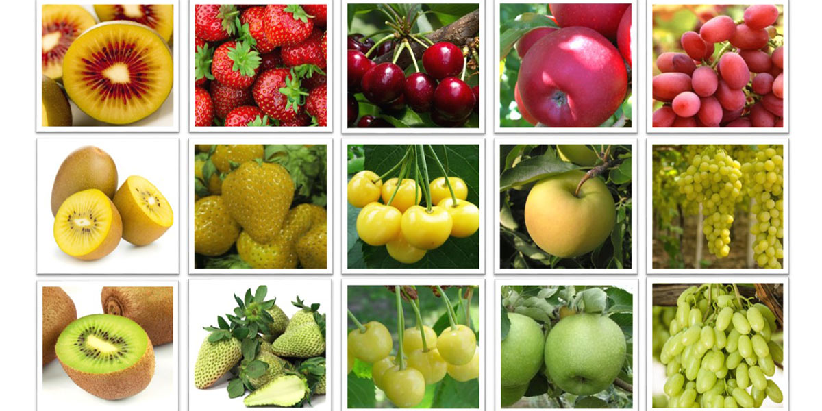 Le nuove frontiere del breeding in vetrina a Macfrut